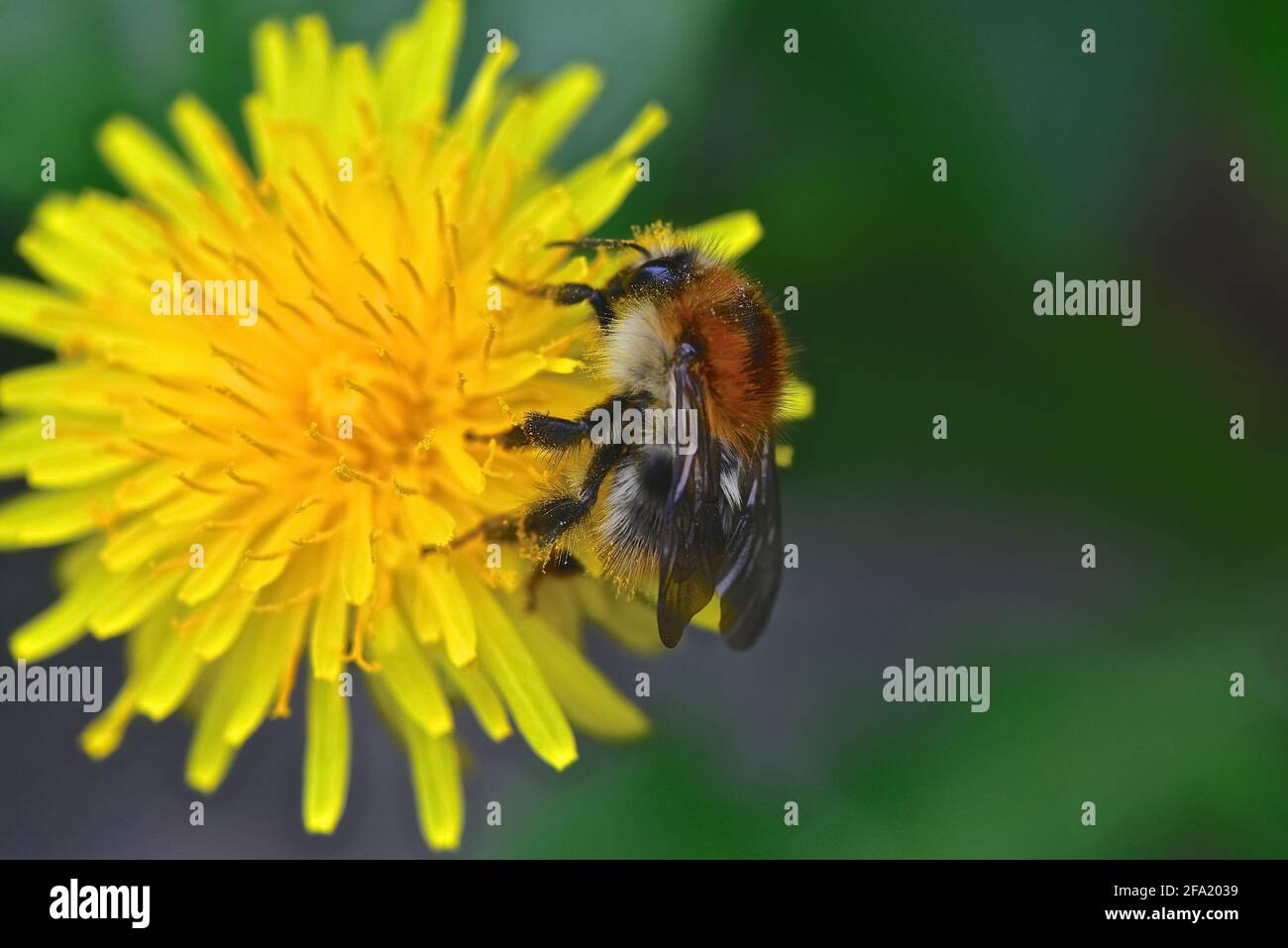Close up view of Common Carder Bee (Bombus pascuorum) pollinating a Dandelion flower Stock Photo