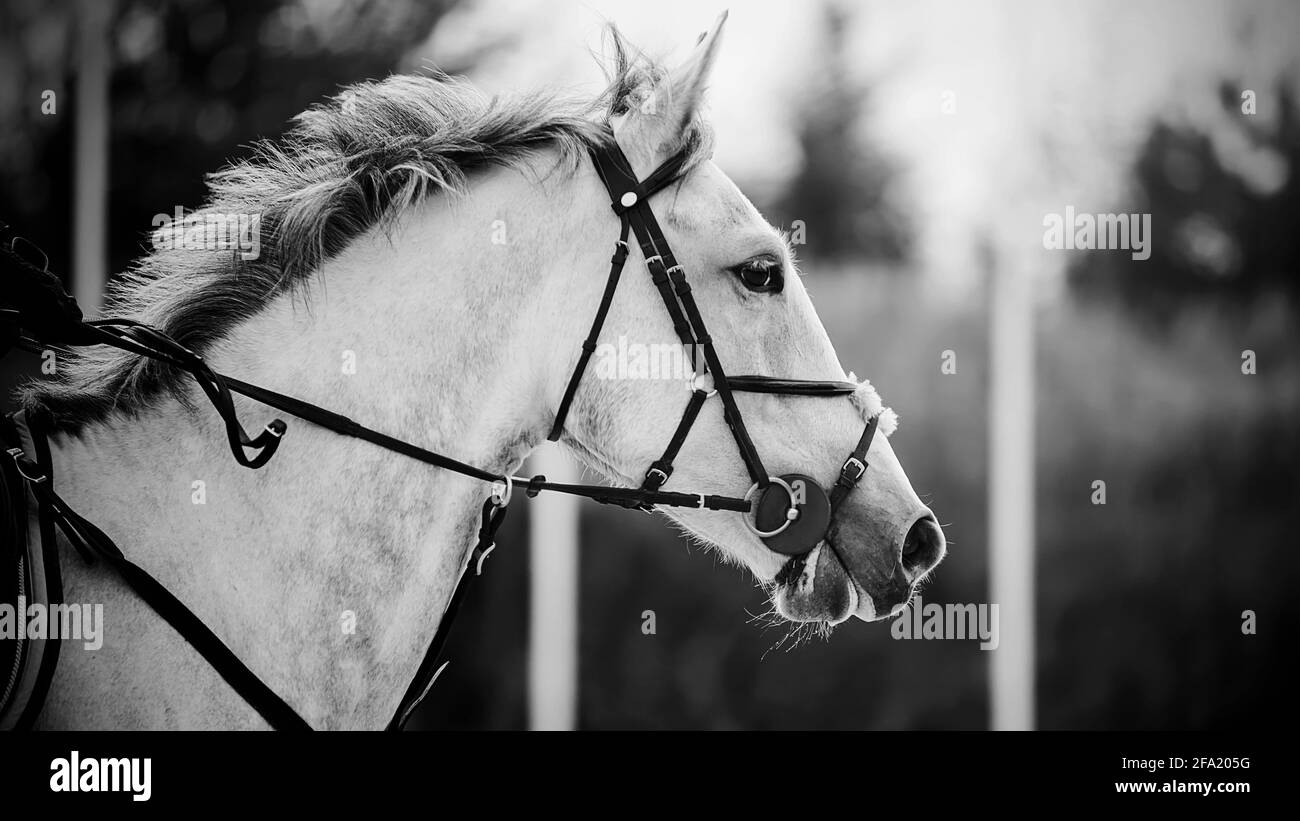 Black and white portrait of a beautiful fast horse with a gray mane and a bridle on its muzzle, which gallops. Equestrian sports. Stock Photo