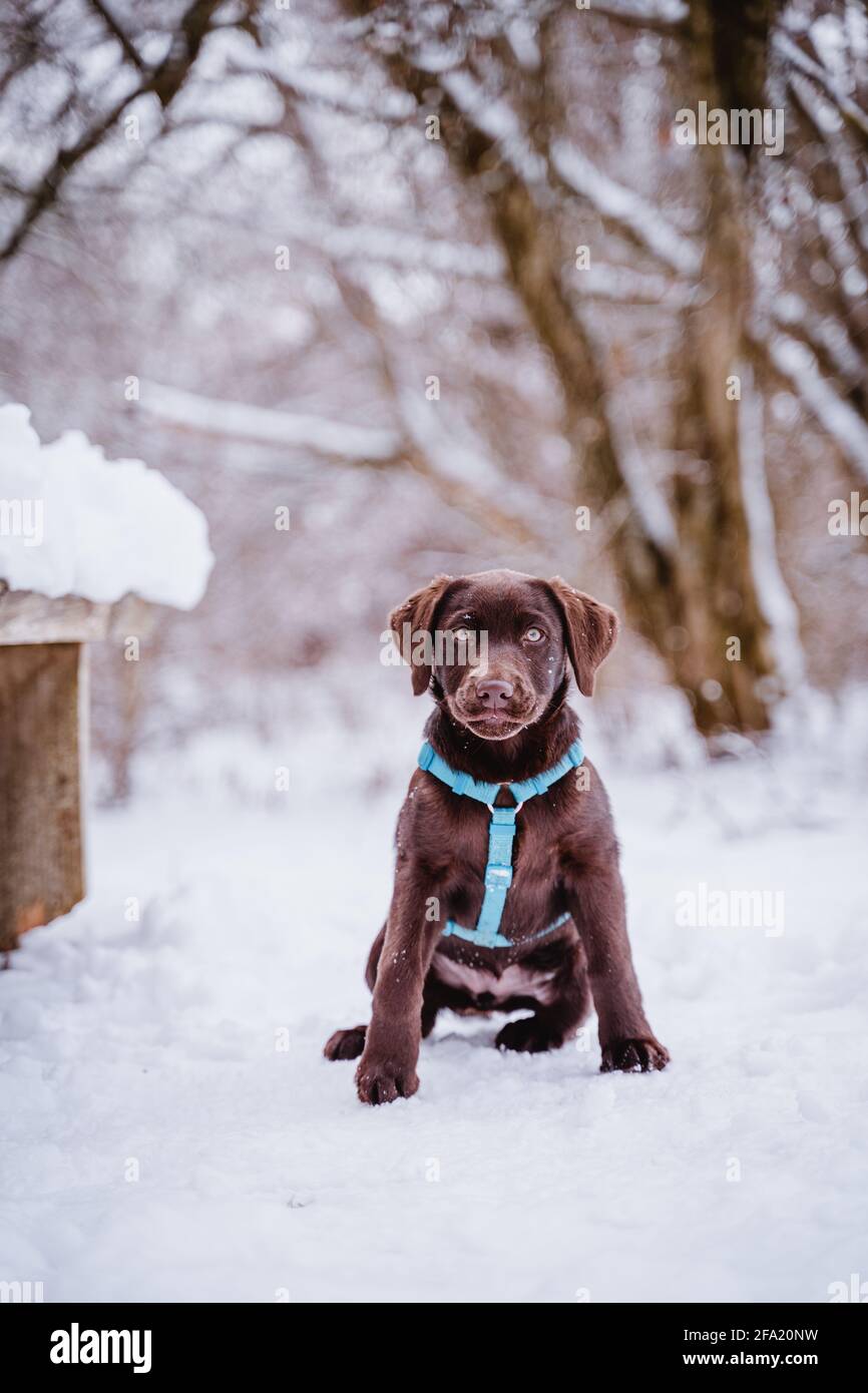 Cute clumsy labrador puppy plays in snow, having fun, sniffing in the forest and the leafs and running in Germany. Coat is brown. Stock Photo