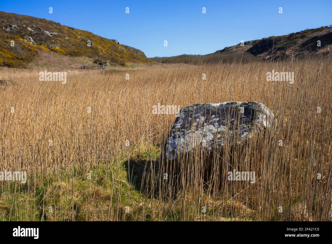 Reeds growing in a marsh near Strumble Head. Stock Photo