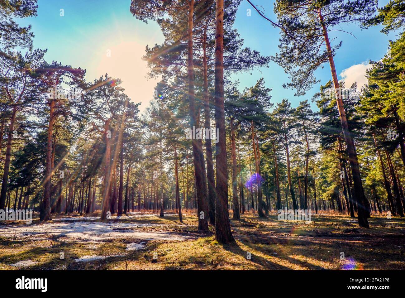 morning in the pine forest early sun Stock Photo - Alamy