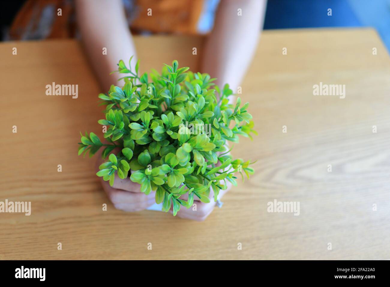 potted plant in hand Stock Photo