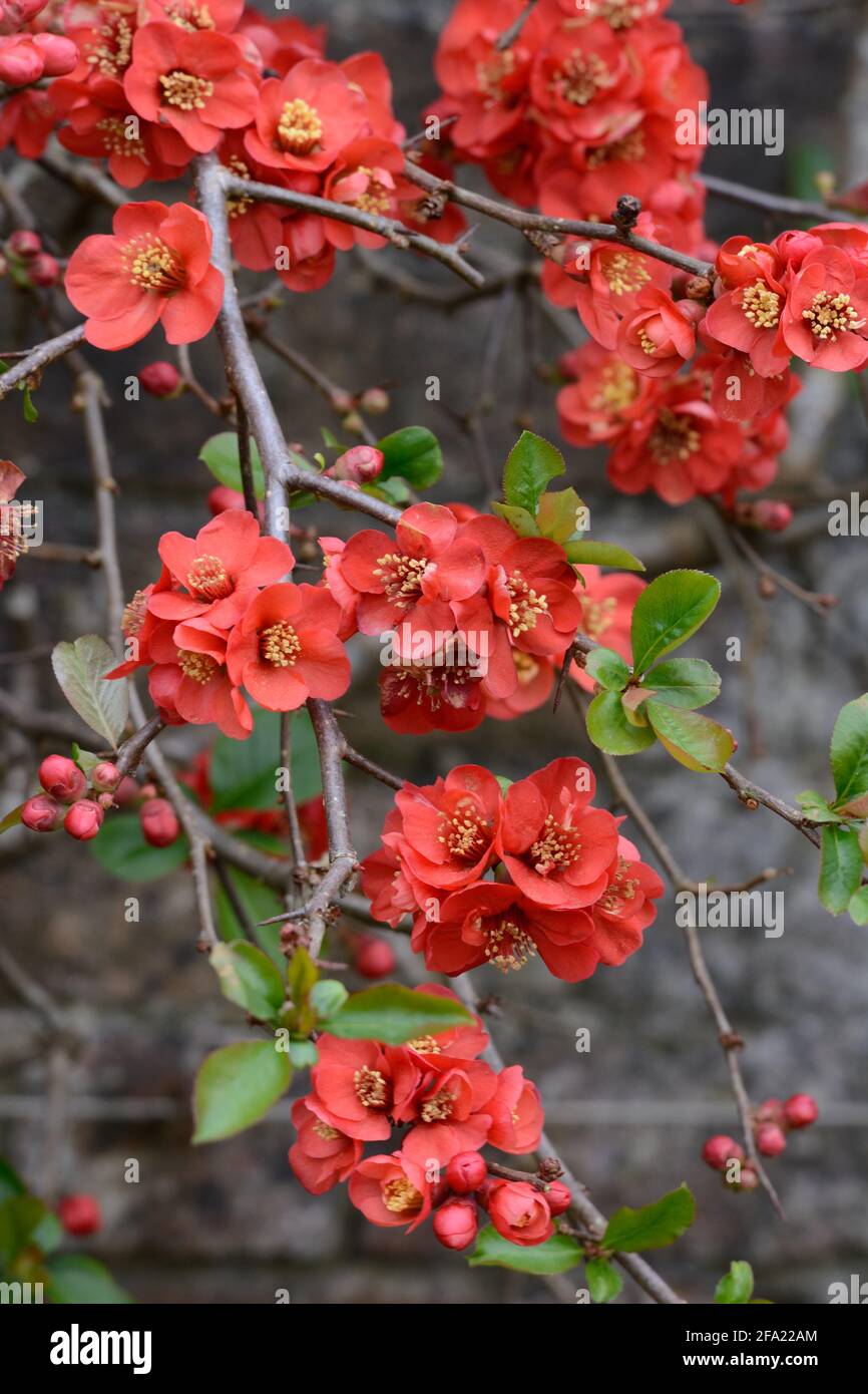 Red flowers of Chaenomeles x superba Knap Hill Scarlet Japanese Quince flowers Stock Photo