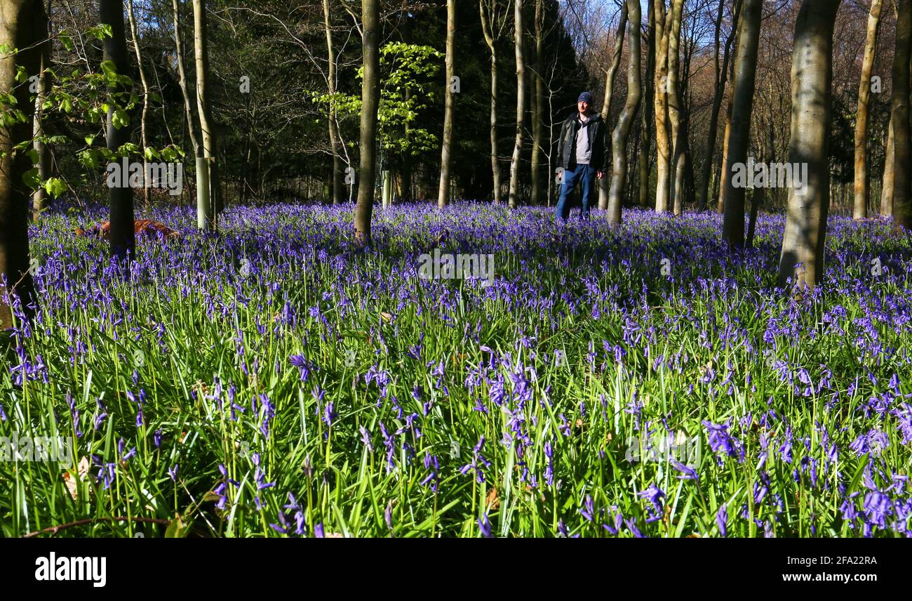 Assistant Ranger David Wodehouse walks through a blanket of bluebells near their peak at the National Trust's Basildon Park near Goring-on-Thames in Berkshire, where careful management of the estate's ancient woodland by trust staff and volunteers enables the bluebells to thrive. Picture date: Thursday April 22, 2021. Stock Photo
