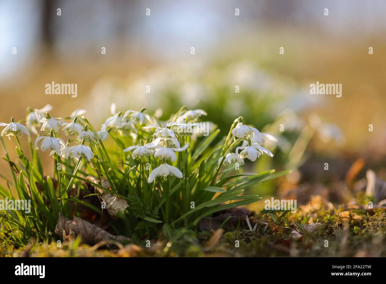Spring in Norway, plantation of blooming woodland plant in the garden Stock Photo