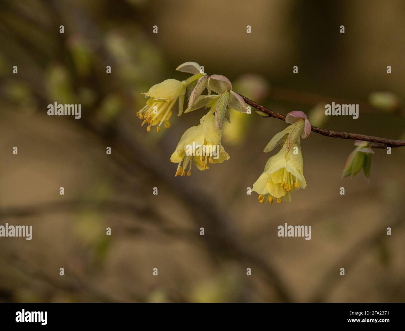 A close up of the delicate pale yellow flowers of Corylopsis pauciflora Stock Photo