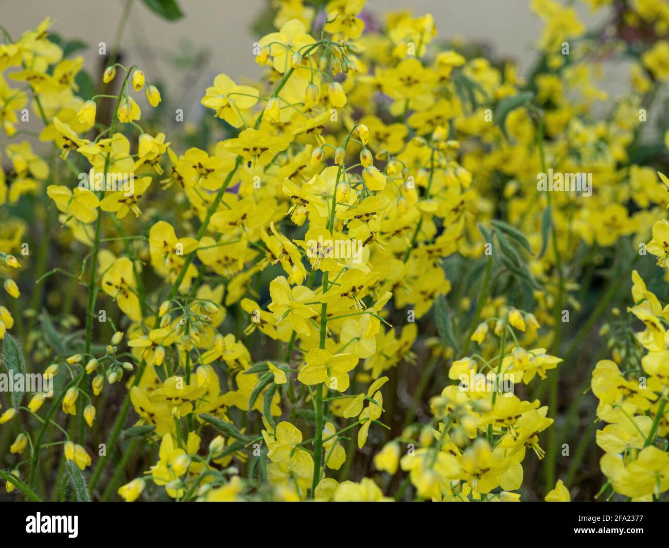 A close up of a large group of the bright yellow flowers of Epimedium pinnatum subsp. colchicum Stock Photo