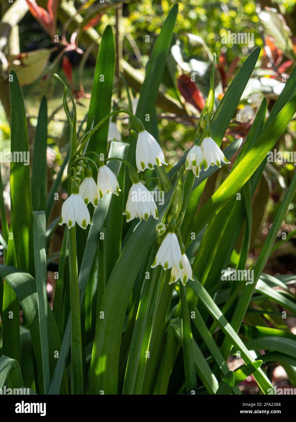 A group of the hanging white bell shaped flowers of the summers snowflake  Leucojum aestivum Gravetye Giant Stock Photo - Alamy