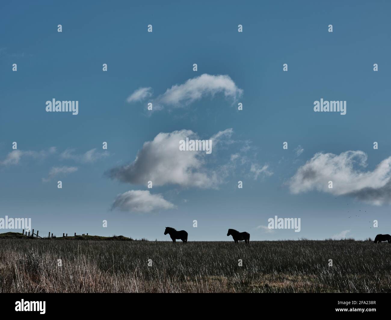 Exmoor ponies grazing on the moorland against a backlit cloudy sky, Exmoor, Somerset, UK Stock Photo