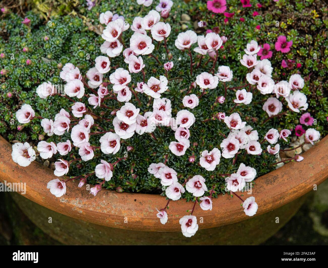 A plant of the kabschia Saxifrage Jenkinsae growing in a terracotta pan and showing the pale pink flowers Stock Photo
