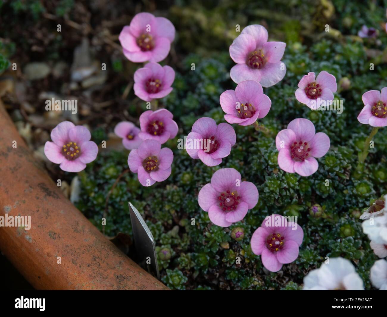 A plant of the kabschia Saxifrage Cranbourne growing in a terracotta pan and showing the pale pink flowers Stock Photo