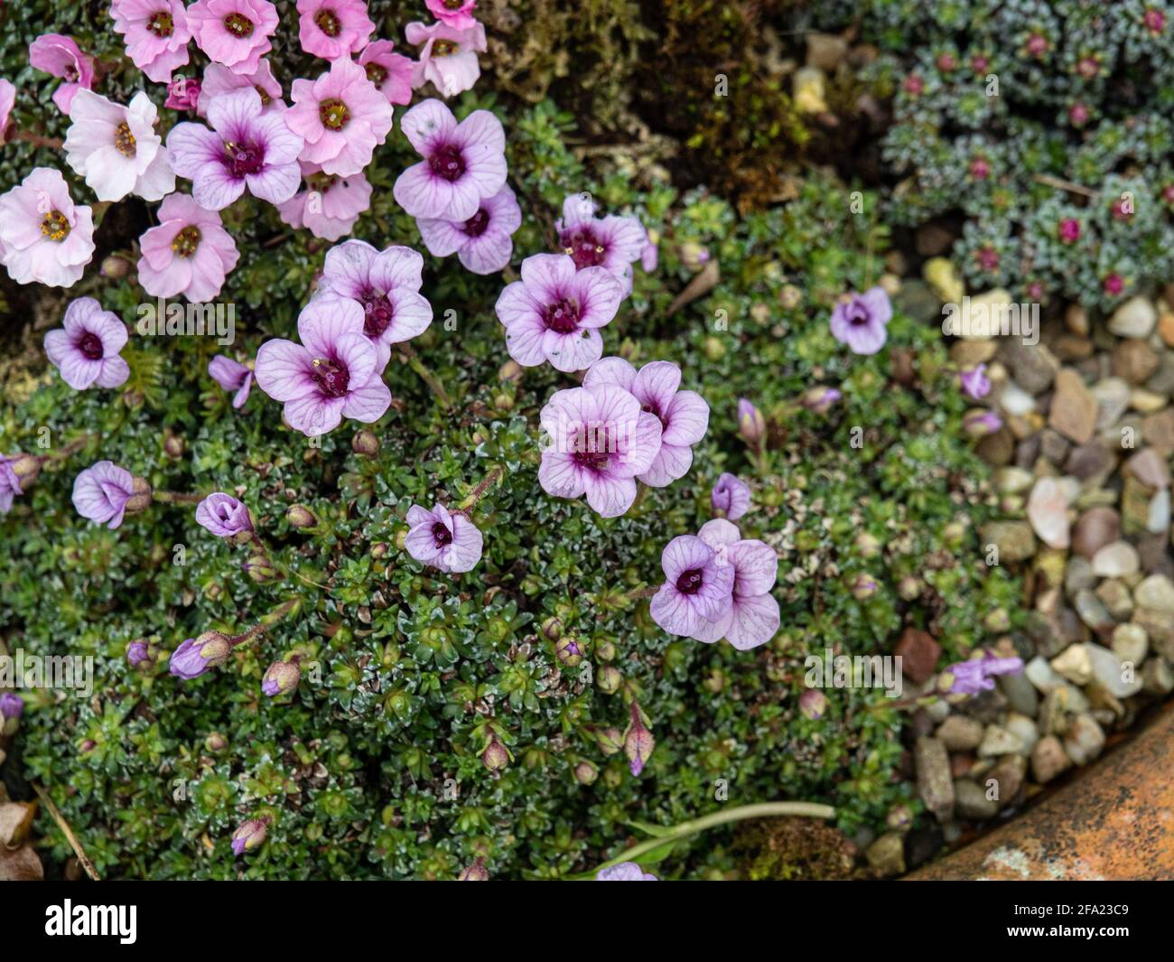 A plant of the kabschia Saxifraga lilacina growing in a terracotta pan and showing the lilac coloured flowers Stock Photo