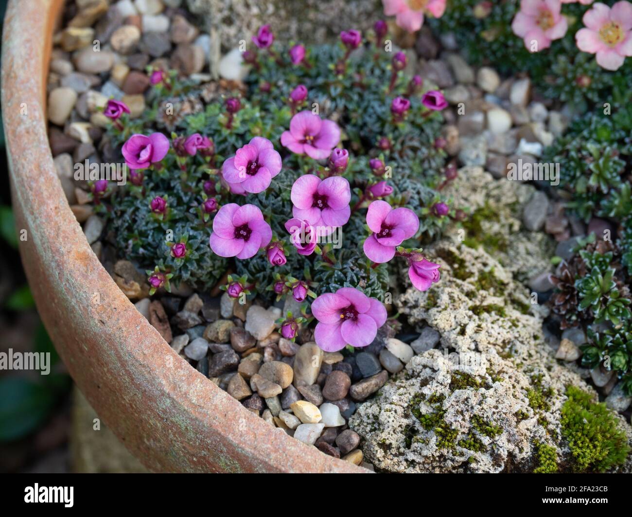 A plant of the kabschia Saxifrage Nancye growing in a terracotta pan and showing the clear pink flowers Stock Photo