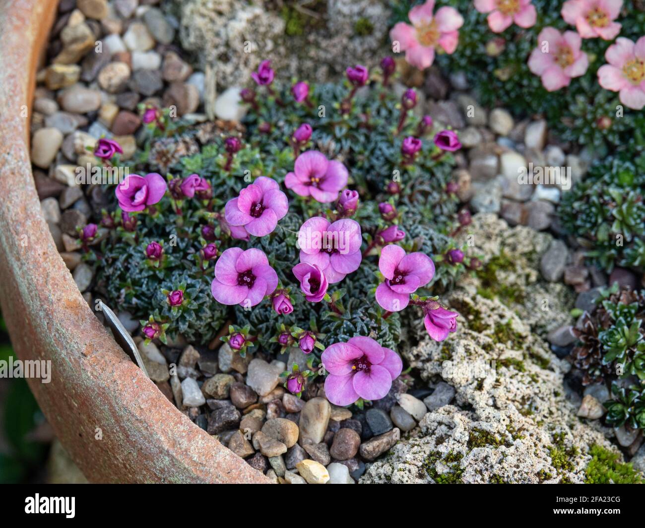 A plant of the kabschia Saxifrage Nancye growing in a terracotta pan and showing the clear pink flowers Stock Photo