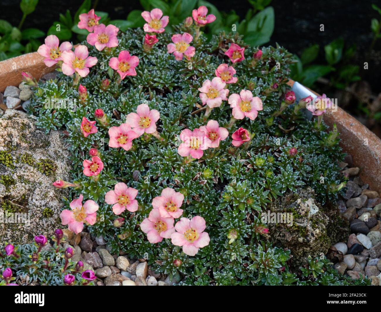 A plant of the kabschia Saxifrage Peach Melba growing in a terracotta pan and showing the apricot flowers Stock Photo