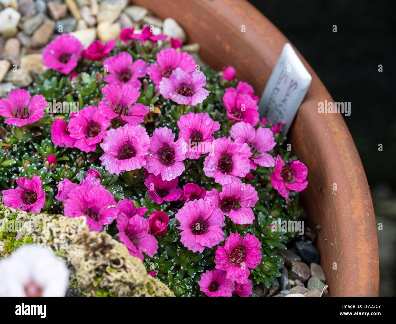 A plant of the kabschia Saxifrage Satchmo growing in a terracotta pan and showing the deep pink flowers Stock Photo