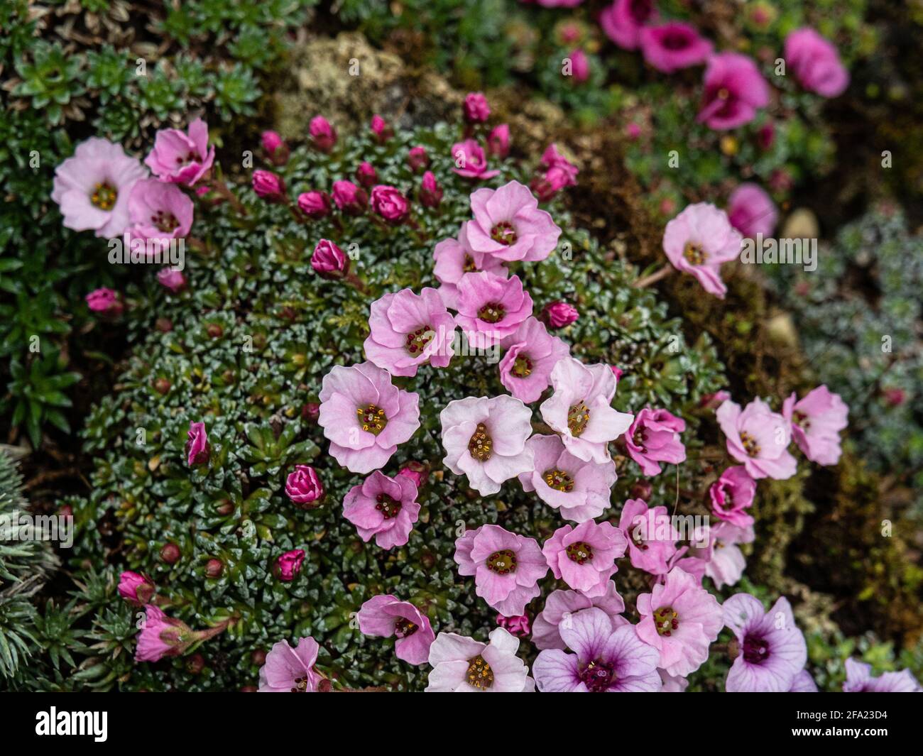 A plant of the kabschia Saxifrage Tysoe Pink Perfection growing in a terracotta pan and showing the pink flowers Stock Photo
