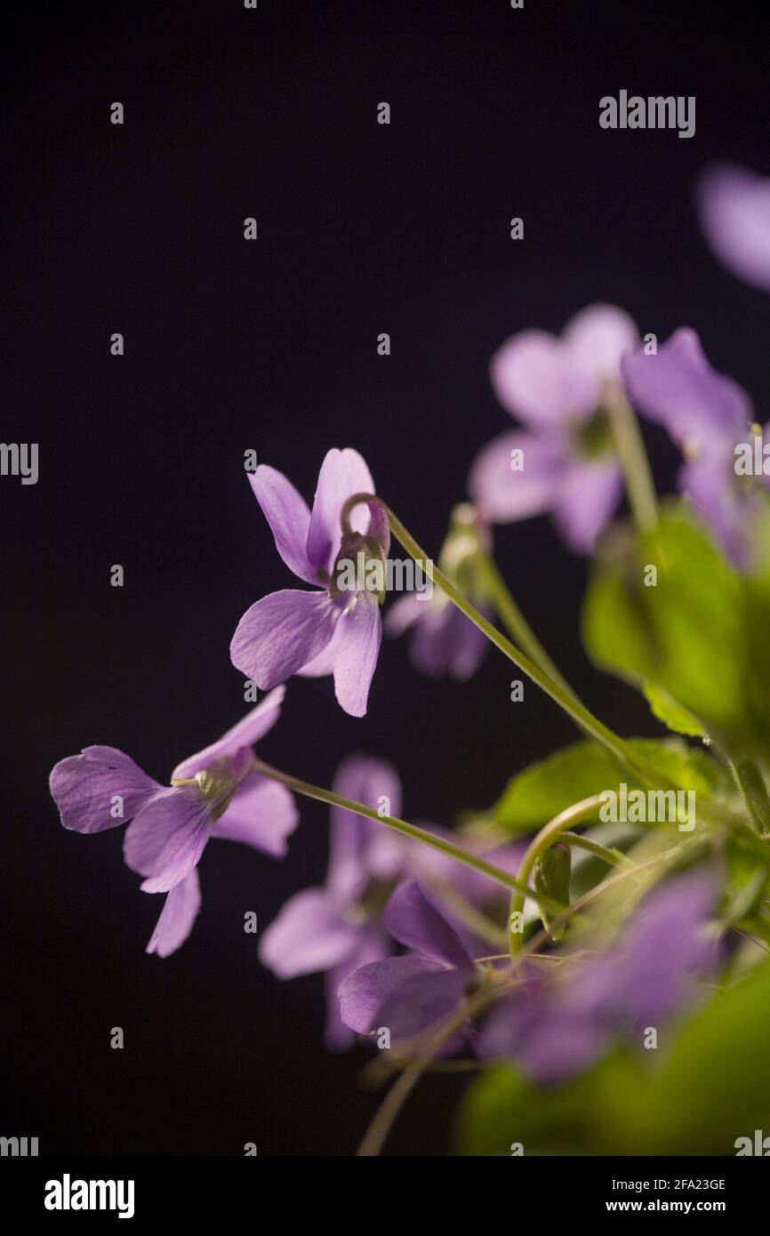 heart's ease, violet (Viola spec.), flower against black background