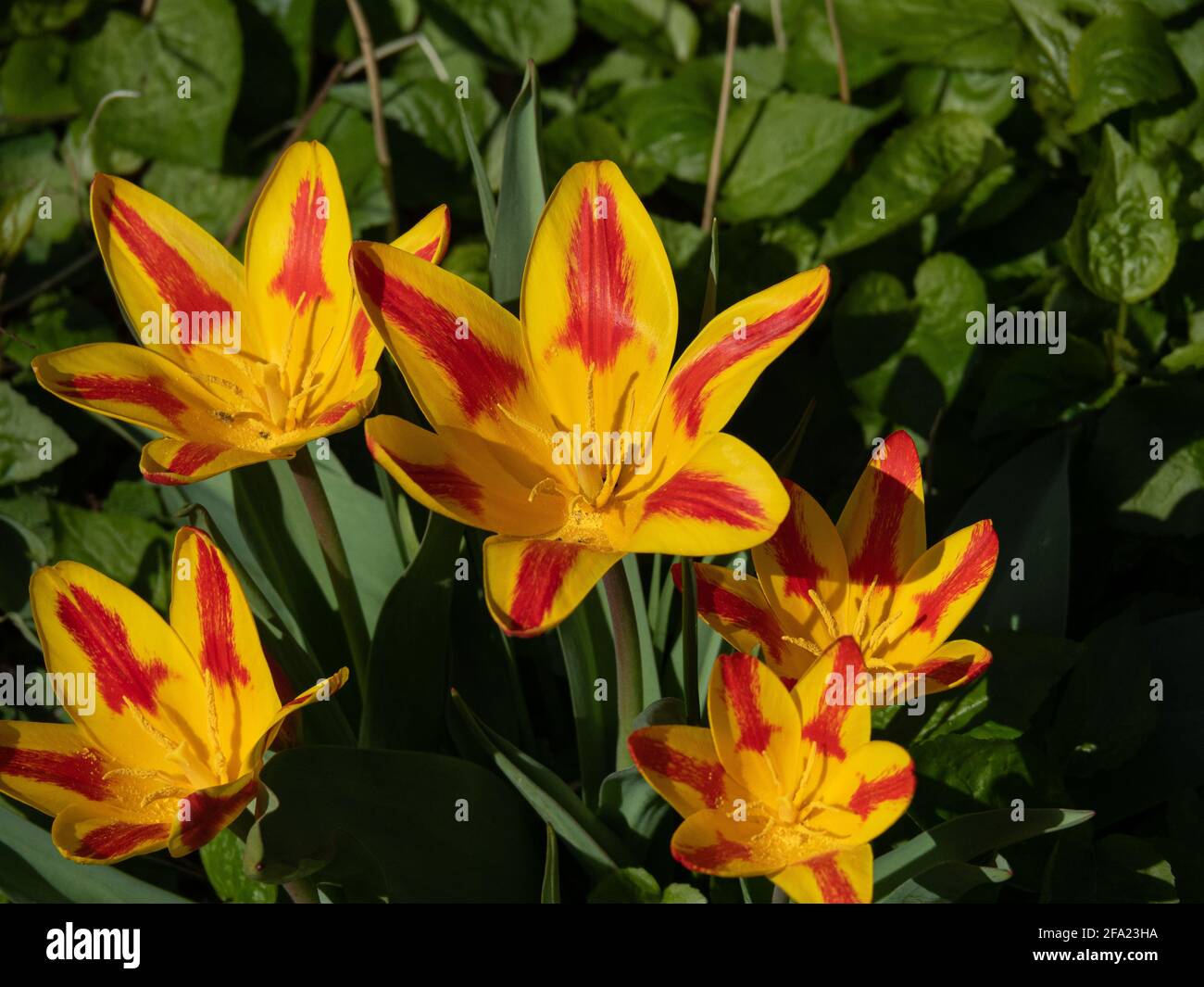 Tulip spanish flag hires stock photography and images Alamy