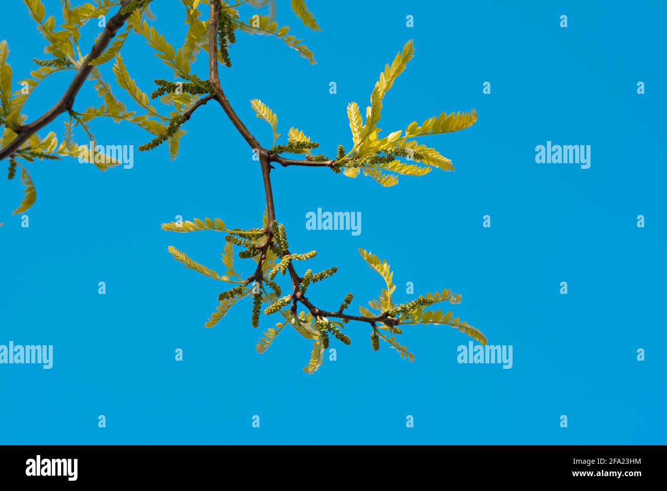 Honey Locust Tree, Gleditsia Triacanthos Stock Photo