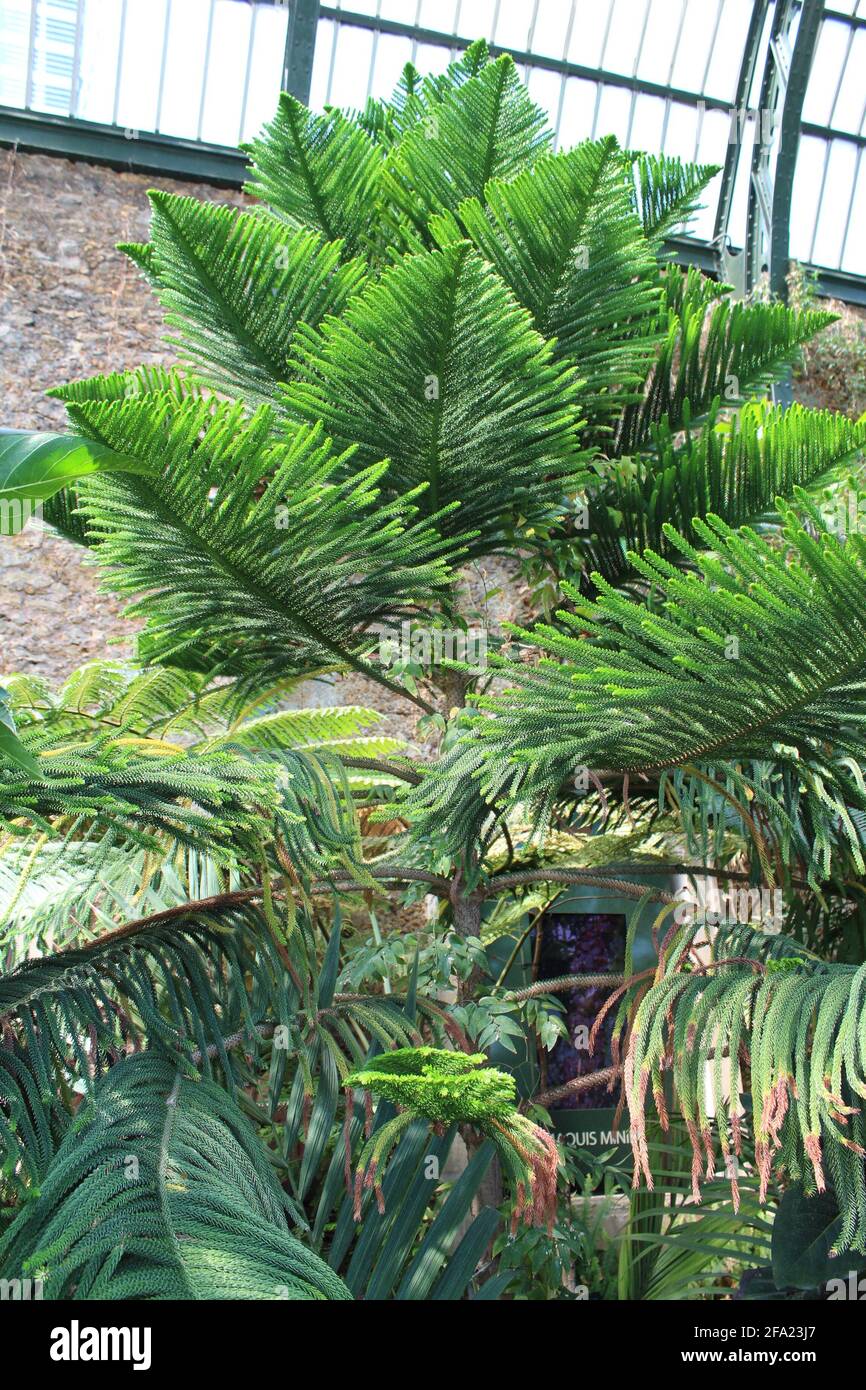 Paris, le jardin des plantes Stock Photo - Alamy