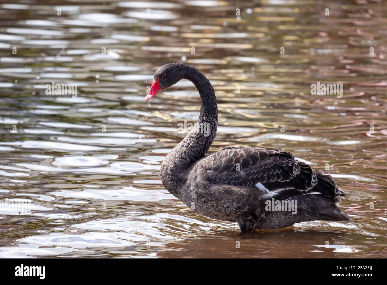 Black Swan standing in shallow waters, Dawlish, Devon, UK Stock Photo