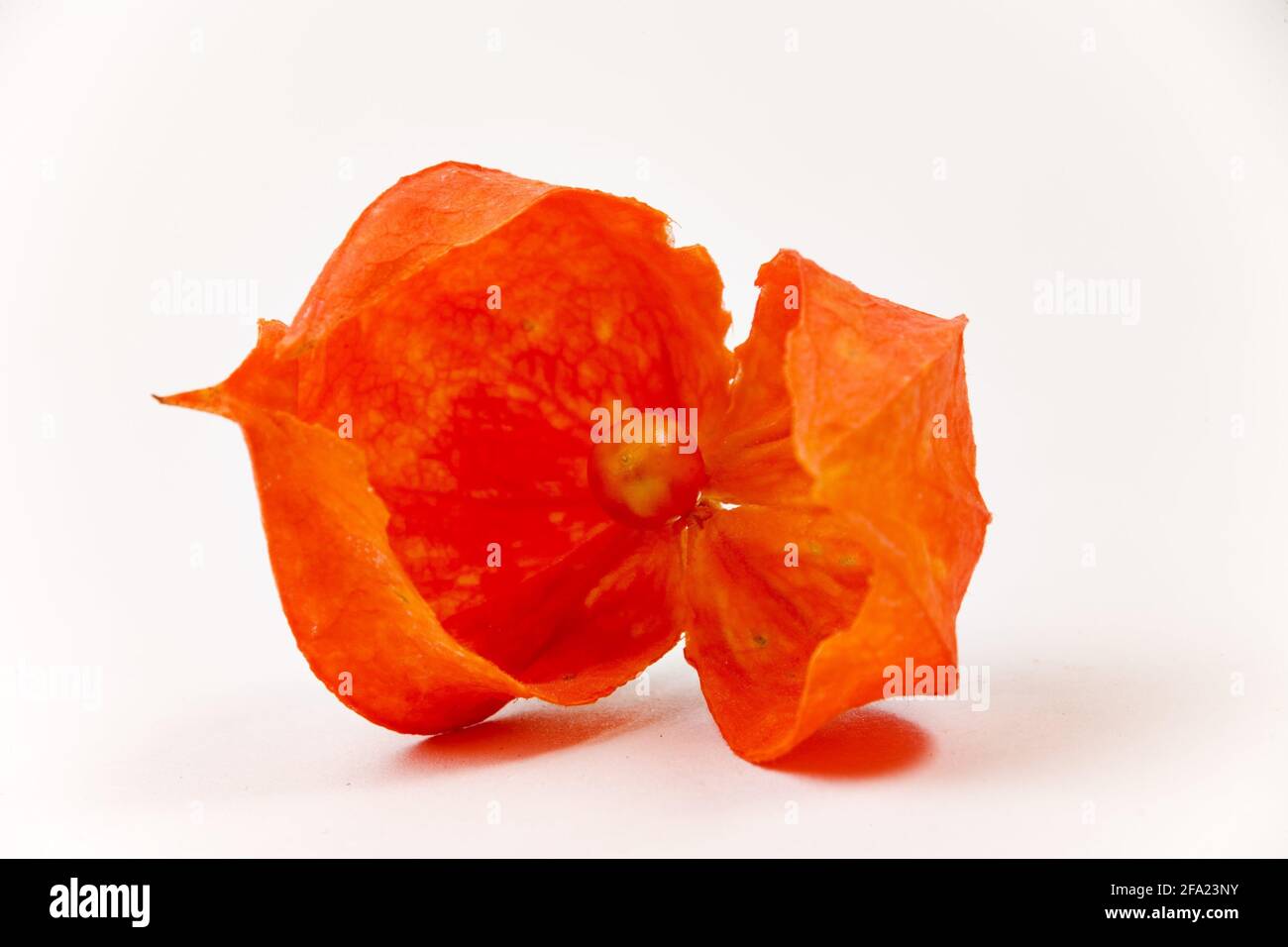 Chinese lantern, Japanese lantern, winter cherry, strawberry tomato