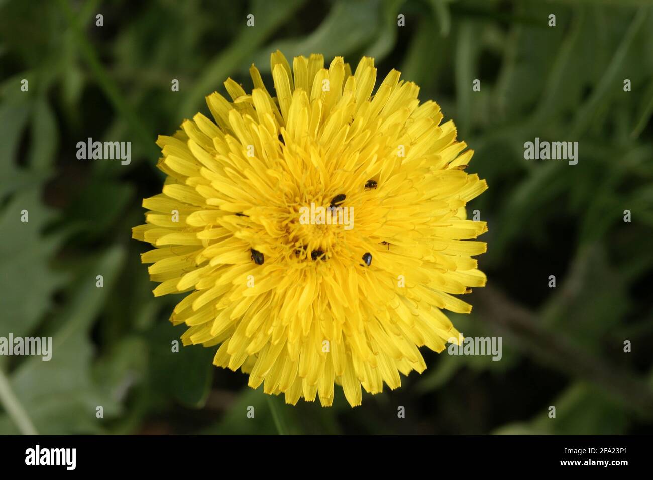 sap beetles, sap-feeding beetles (Meligethes spec.), in the flowers of dandelion, Austria Stock Photo