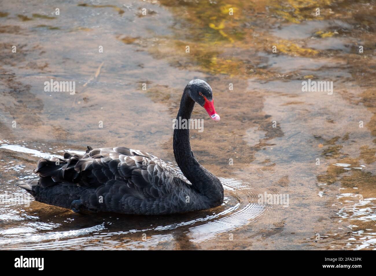 Black Swan swimming, Dawlish, Devon, UK Stock Photo