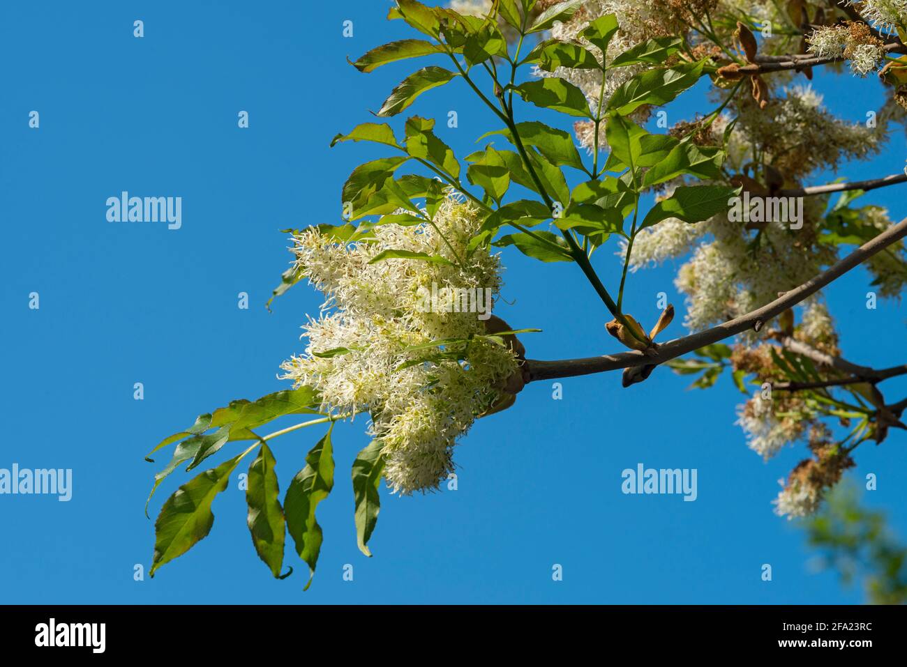 Manna Ash Tree, Fraxinus Ornus, Blooming Stock Photo Alamy