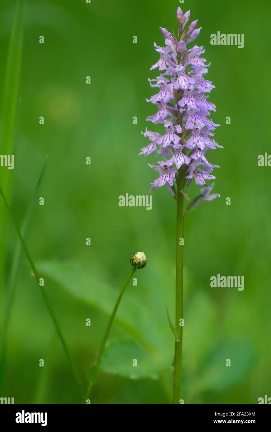 heath spotted orchid (Dactylorhiza maculata s.l.), inflorescence, Germany, Bavaria, Murnauer Moos Stock Photo