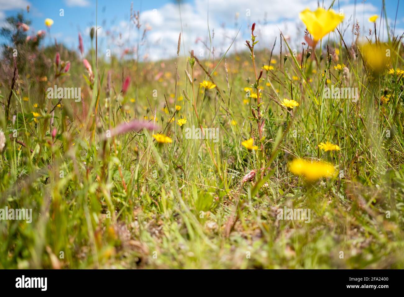 Wild flower regrowth during early summer with blue sky soft focus, England Stock Photo