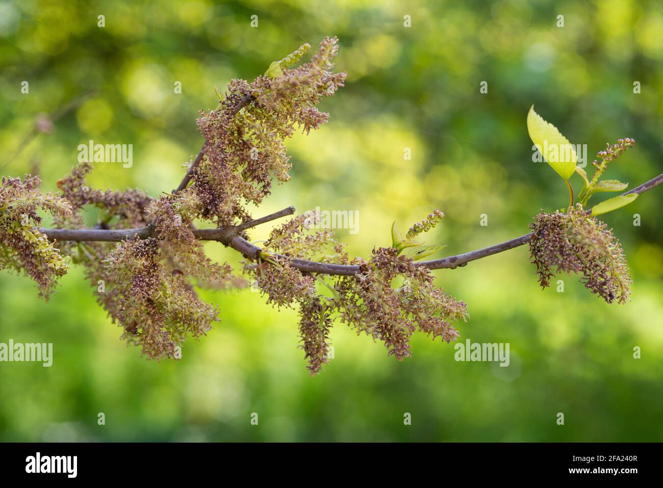 Narrow Leaved Ash, Fraxinus Angustifolia, Flowers Stock Photo