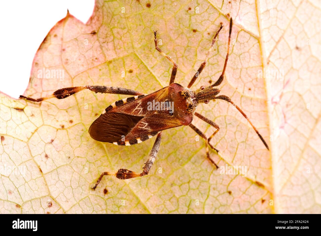 Western conifer seed bug (Leptoglossus occidentalis), sits on a leaf, Austria Stock Photo