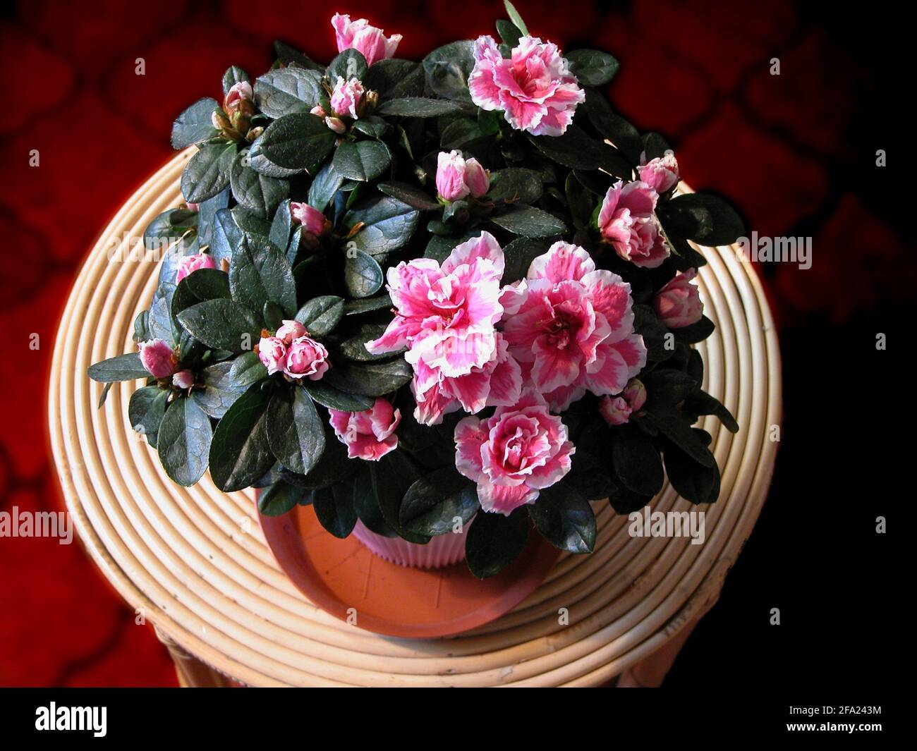 liquid fertilizer for indoor plants Indoor Plant Food | All-purpose House Plant Fertilizer