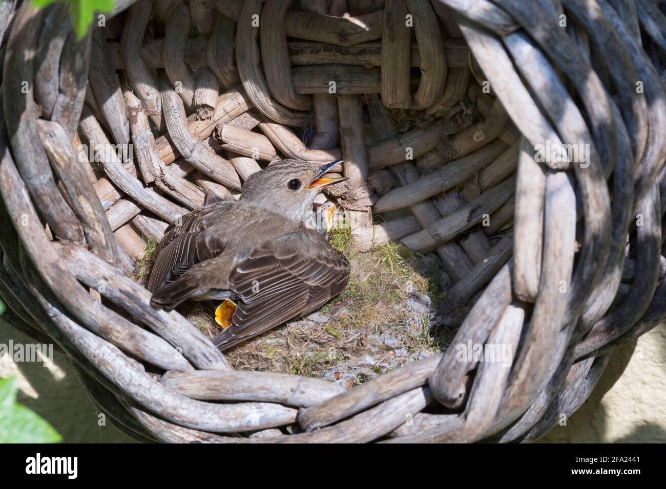 spotted flycatcher (Muscicapa striata), gathering its baby birds under the wings in a nest in an old basket , Germany Stock Photo