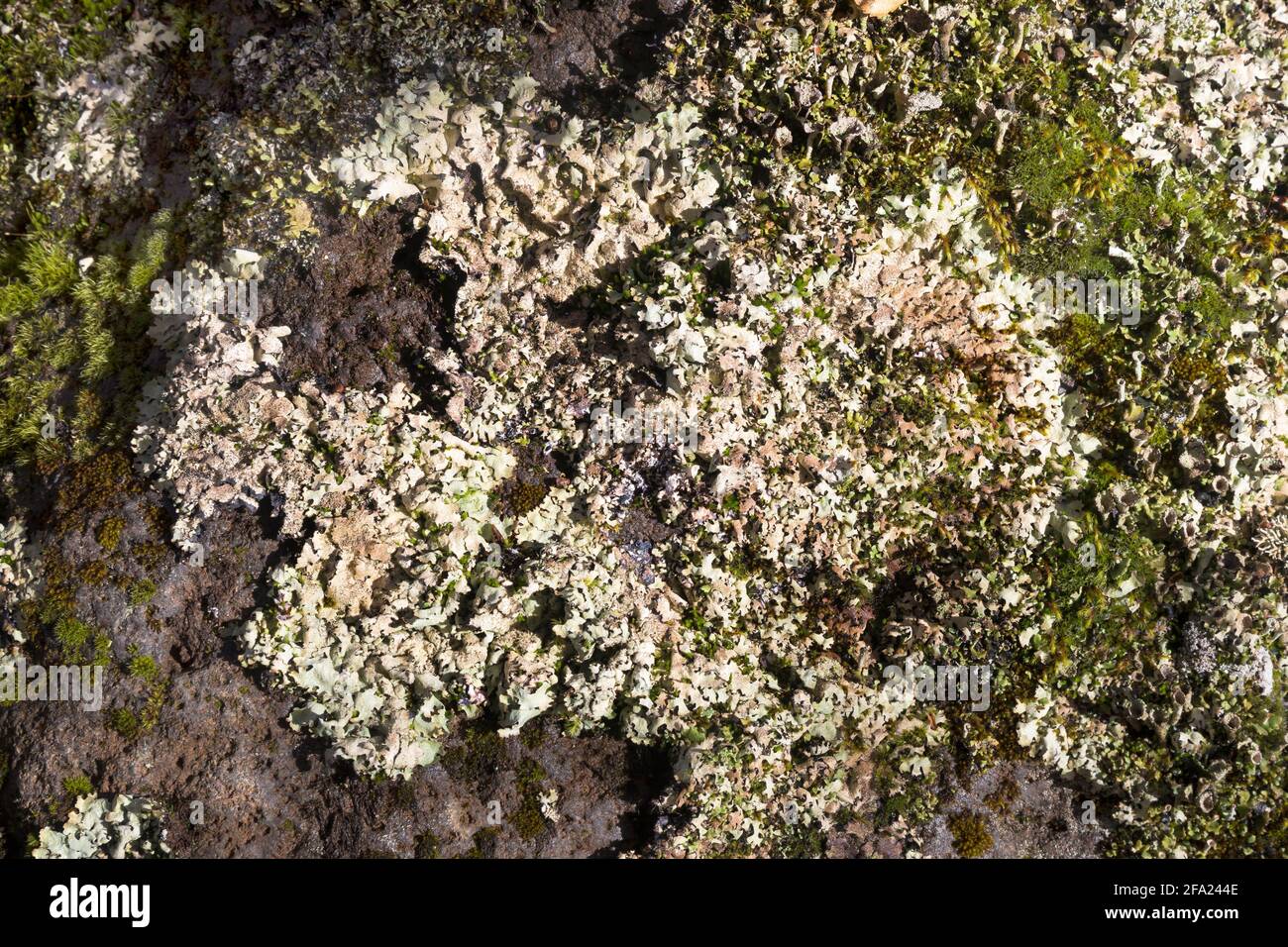 Shield Lichen, salted shield lichen, crottle (Parmelia saxatilis), on a rock, Iceland Stock Photo