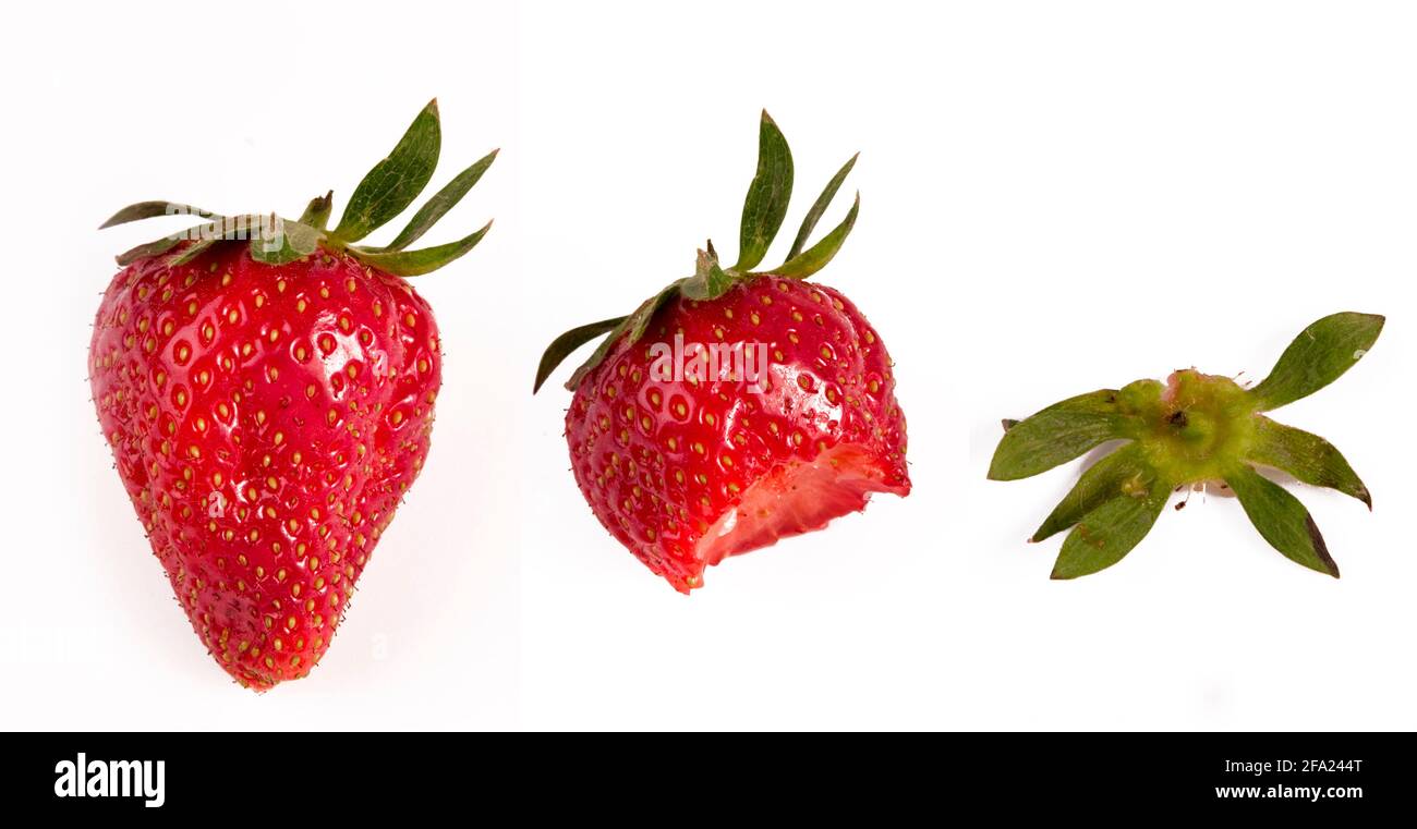 hybrid strawberry, garden strawberry (Fragaria x ananassa, Fragaria ananassa), fruit, bitten fruit, remains Stock Photo