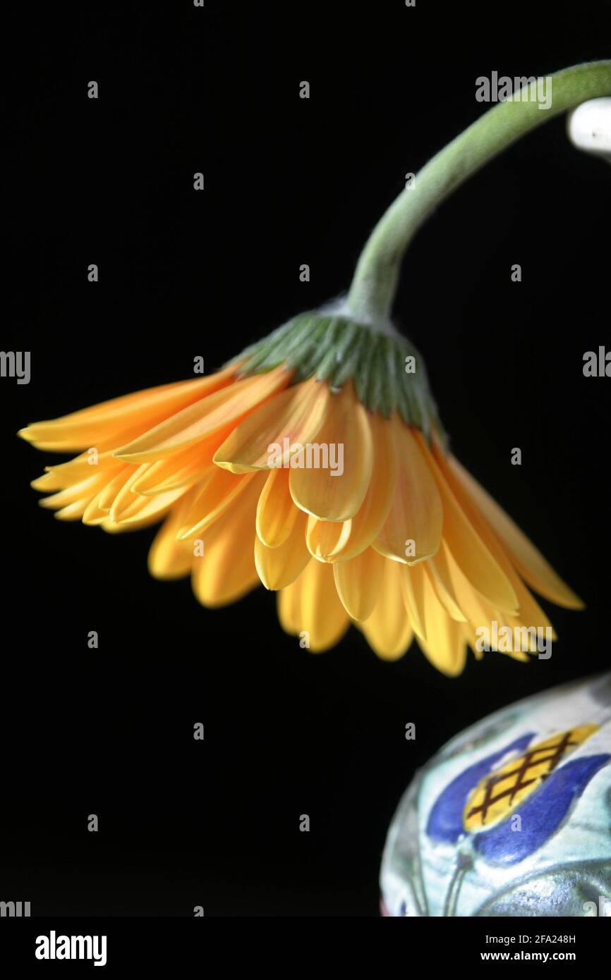 Barebeton Daisy, Gerbera, Transvaal Daisy, Gerbera Daisy (Gerbera jamesonii), gerbera in a vase Stock Photo