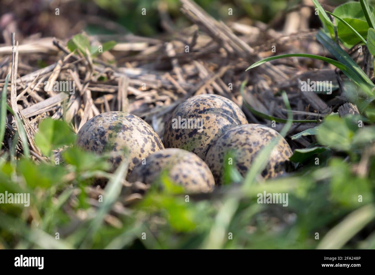 northern lapwing (Vanellus vanellus), clutch with four eggs in a meadow, Germany, Bavaria Stock Photo