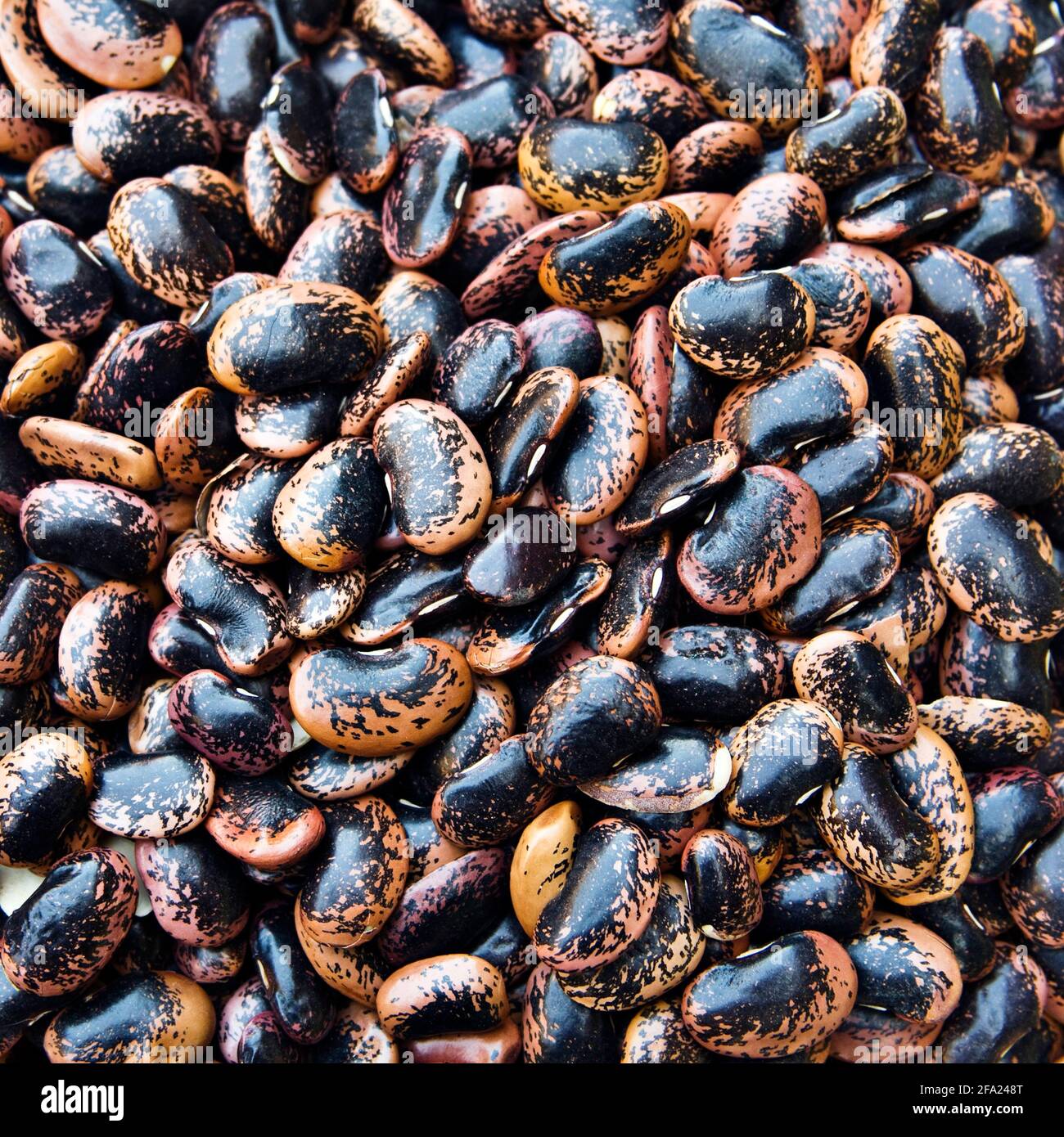 Scarlet runner bean plant hi-res stock photography and images - Alamy