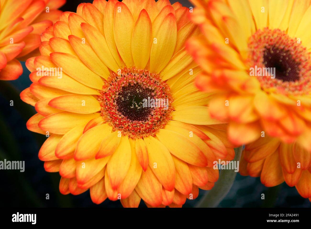 Barebeton Daisy, Gerbera, Transvaal Daisy, Gerbera Daisy (Gerbera jamesonii), flowers Stock Photo