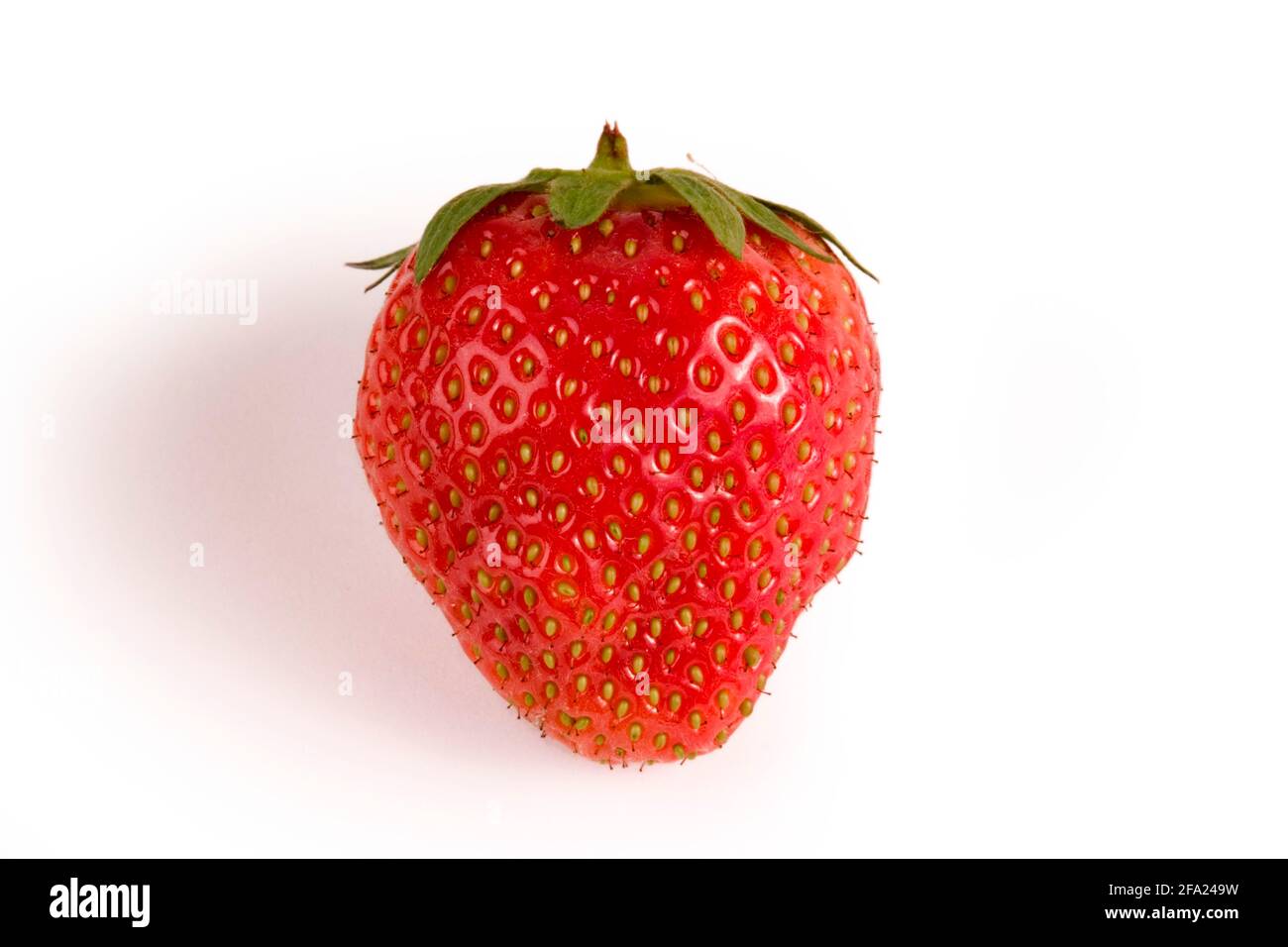 hybrid strawberry, garden strawberry (Fragaria x ananassa, Fragaria ananassa), fresh strawberry Stock Photo