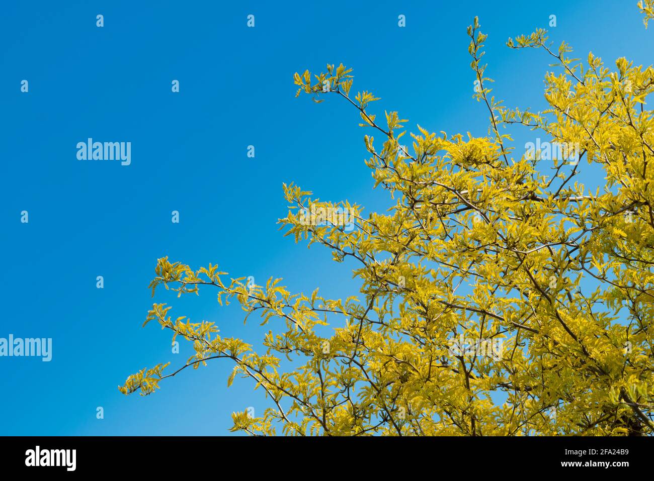 Honey Locust Tree, Gleditsia Triacanthos Stock Photo