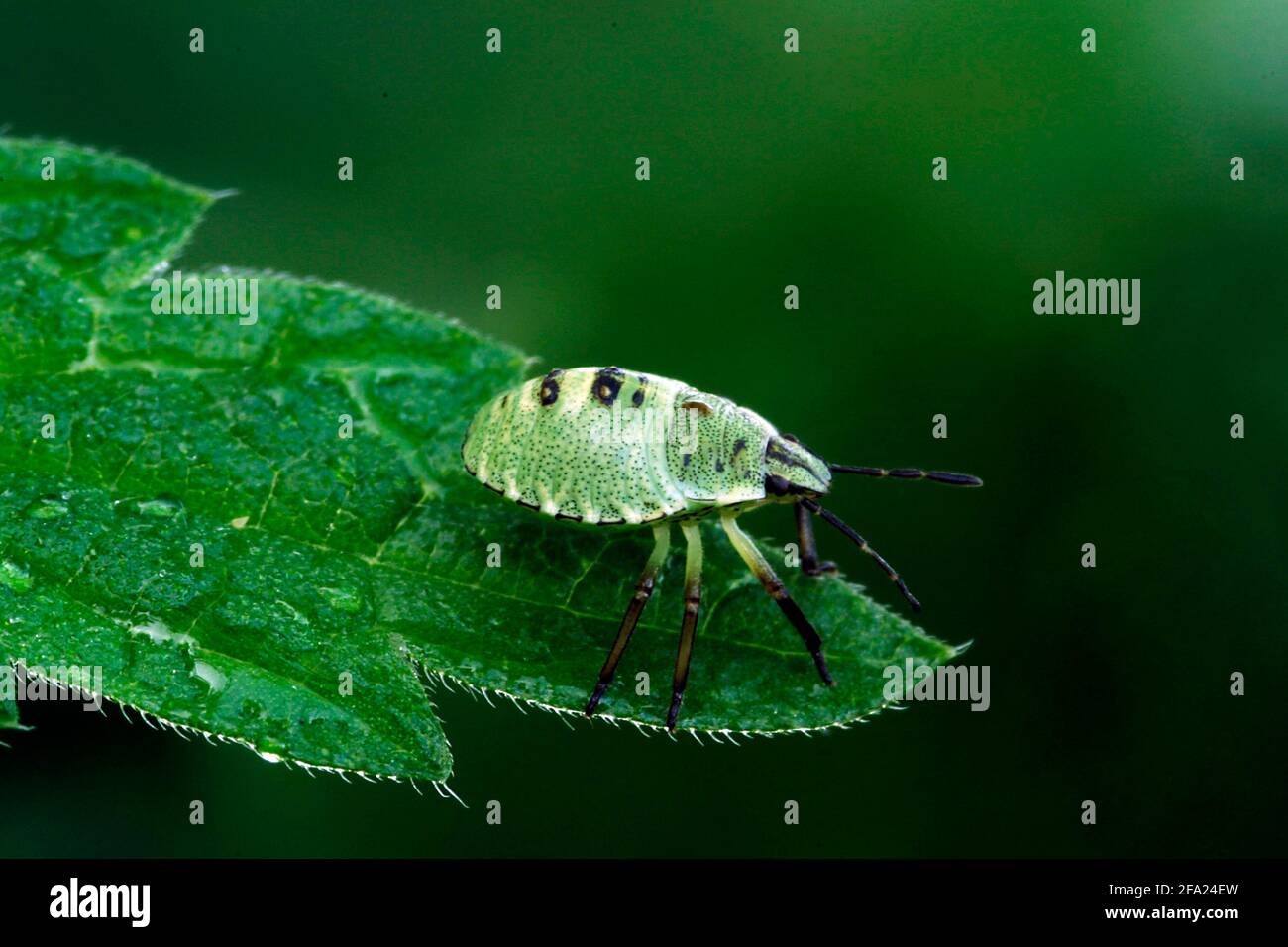 Green shield bug, Common green shield bug (Palomena prasina), nymph on a leaf, Austria Stock Photo