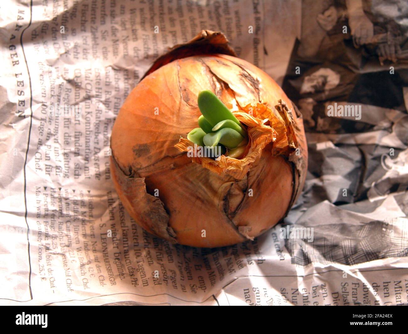 Garden onion, Bulb Onion, Common Onion (Allium cepa), sprouting onion