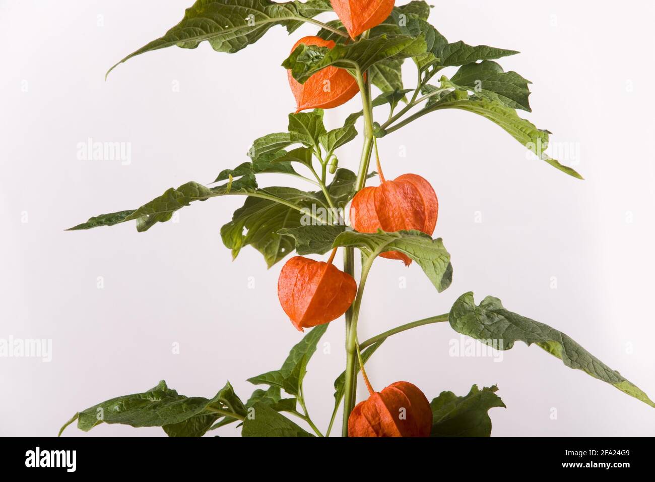 Chinese lantern, Japanese lantern, winter cherry, strawberry tomato (Physalis alkekengi var. franchetii, Physalis franchetii), with fruits Stock Photo