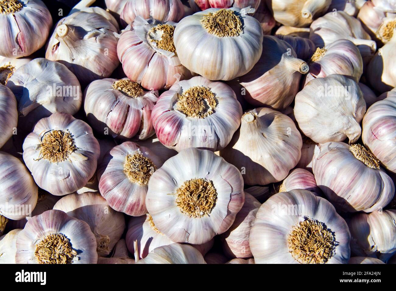 common garlic (Allium sativum), fresh garlic bulbs Stock Photo