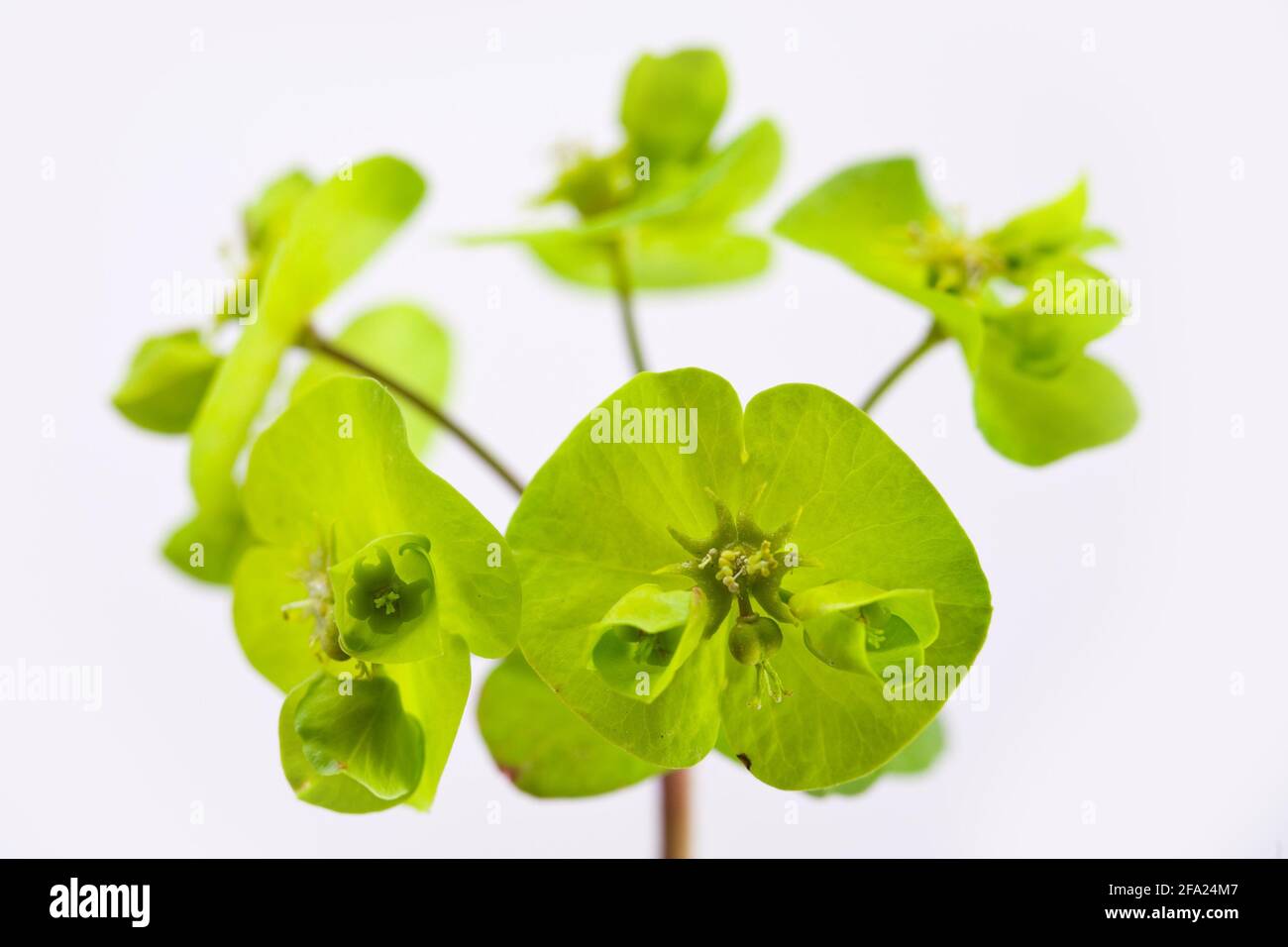 Wood spurge (Euphorbia amygdaloides), blooming, cutout Stock Photo