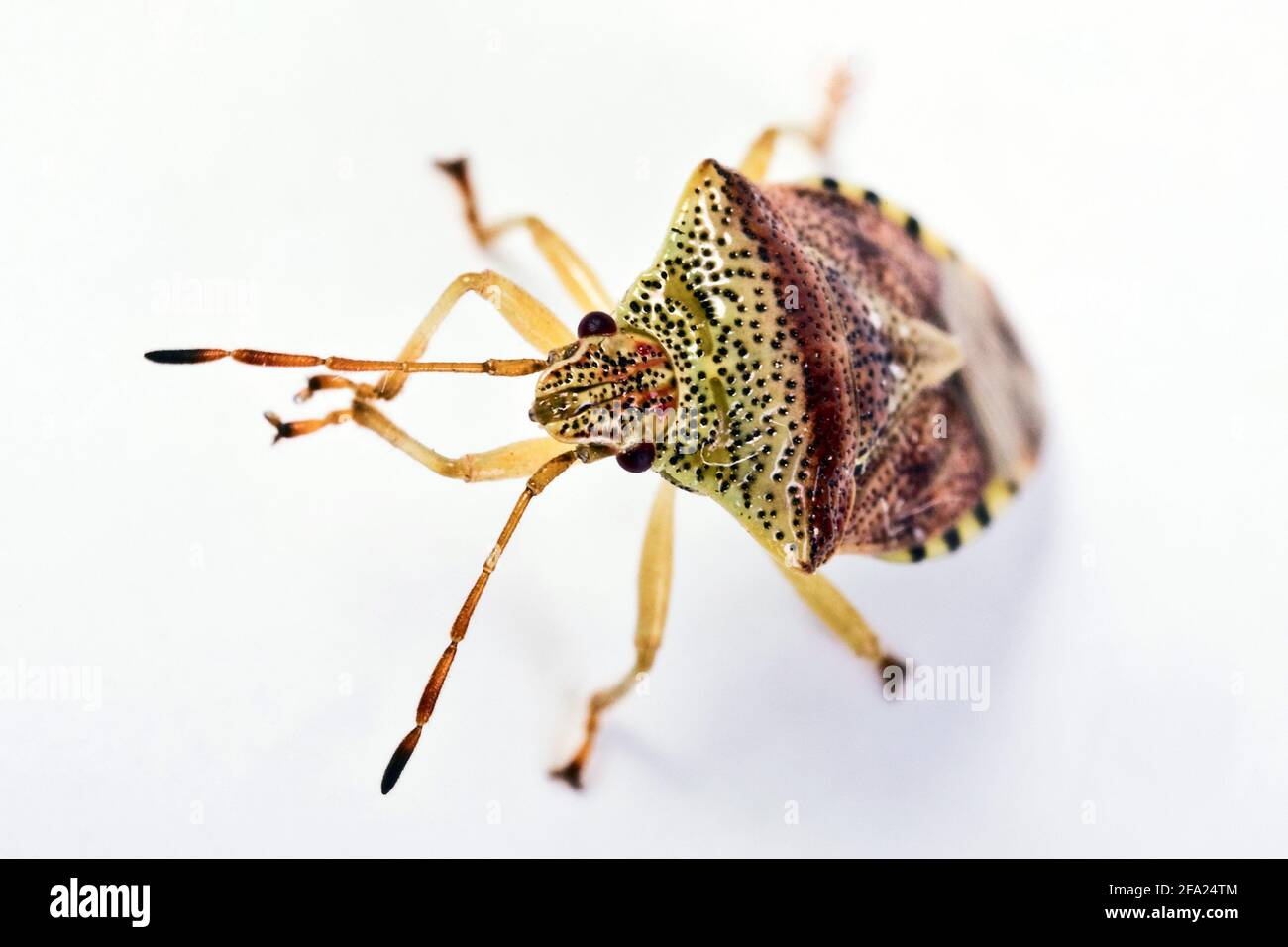 parent bug, mothering bug (Elasmucha grisea), top view, cut-out, Austria Stock Photo